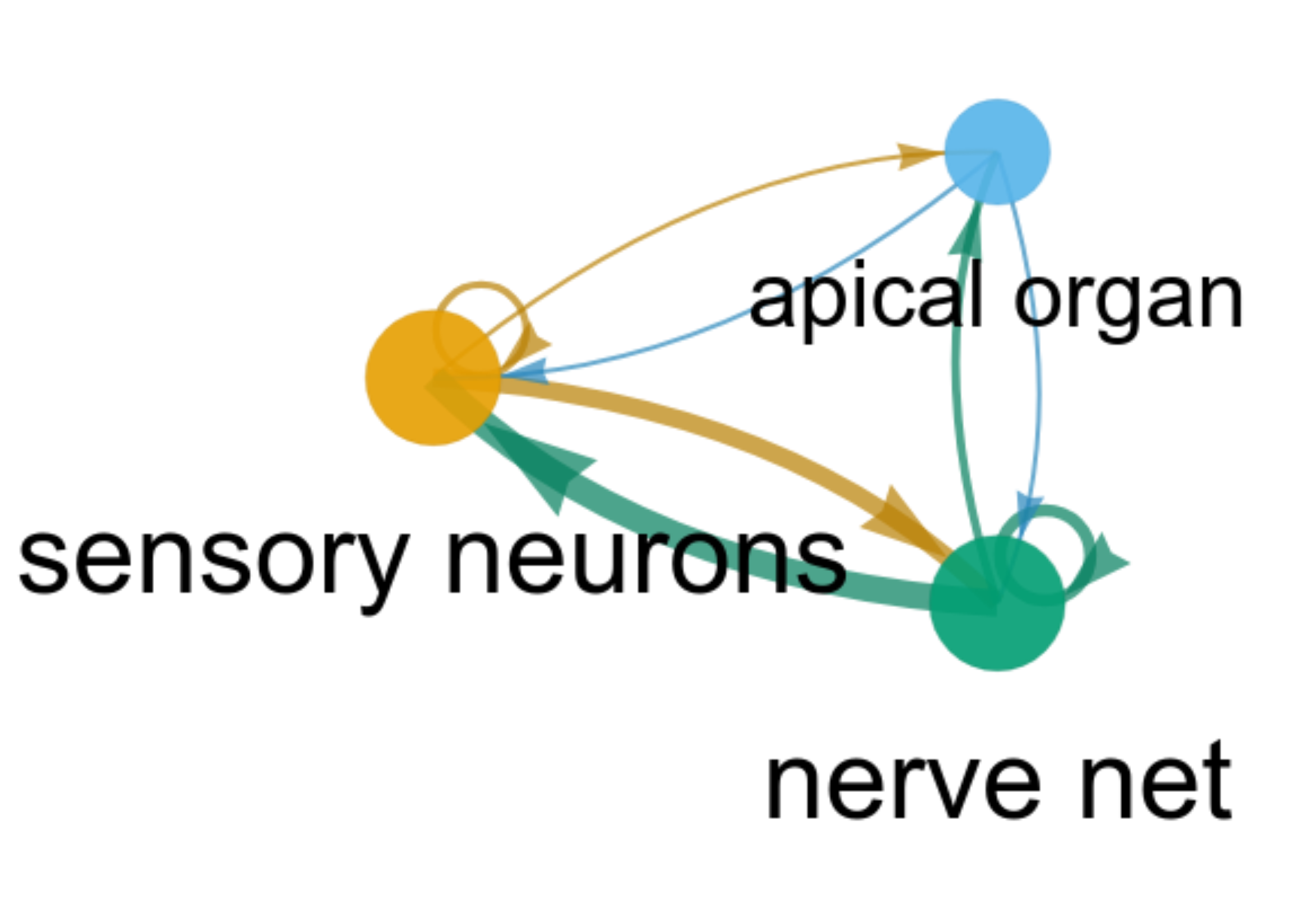 Insights into circuit evolution and cell-type diversity from the whole ...