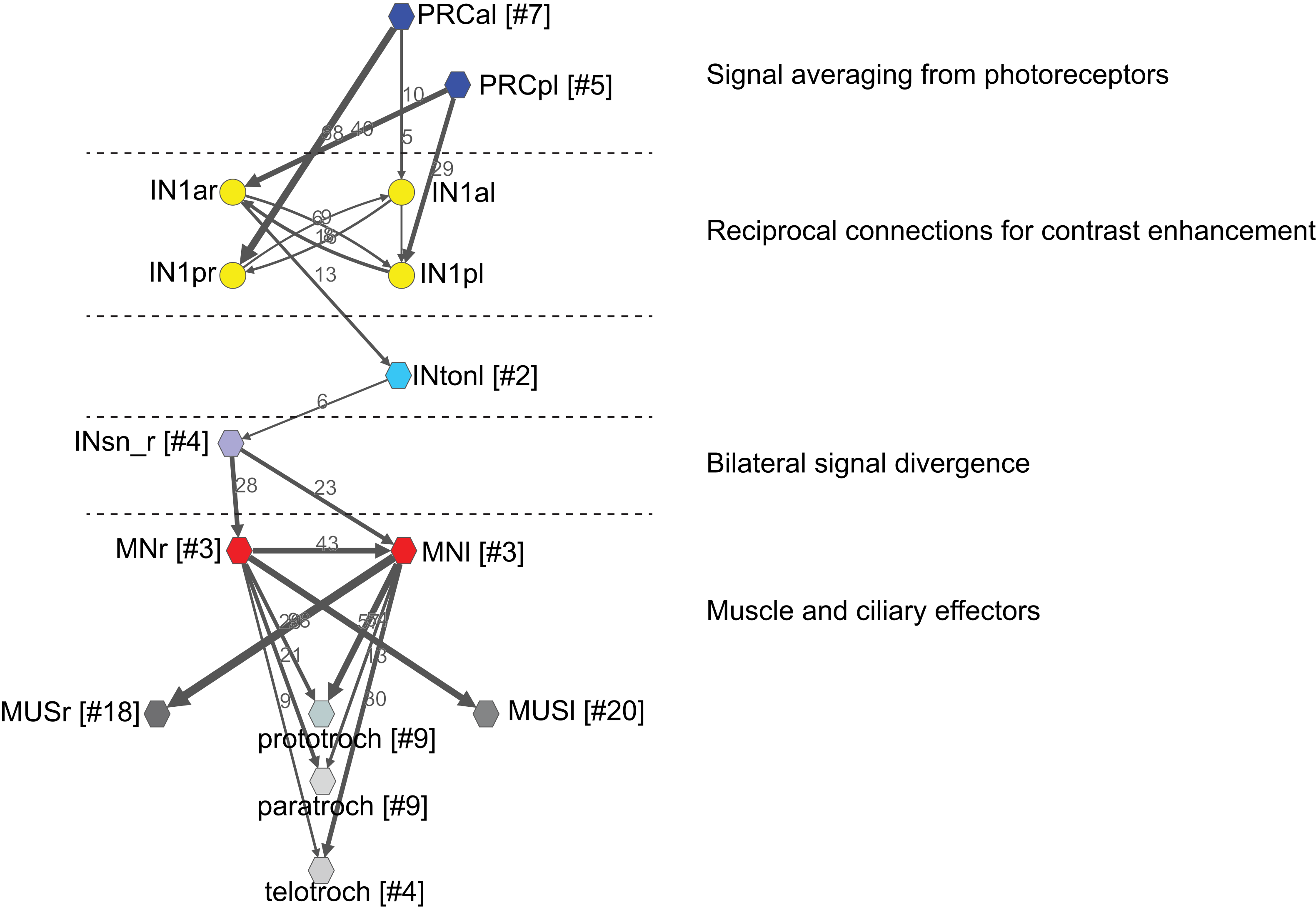 insights-into-circuit-evolution-and-cell-type-diversity-from-the-whole