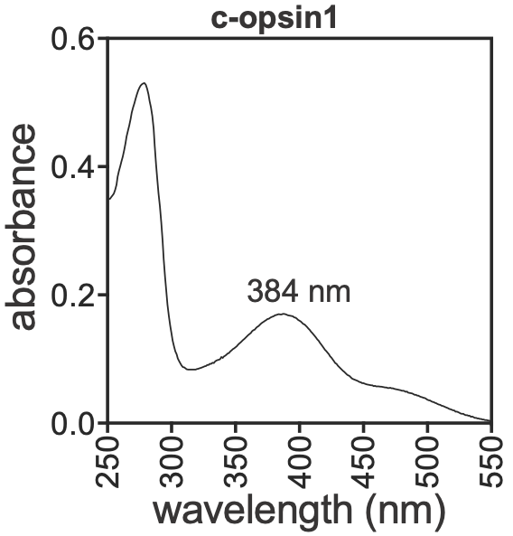 Embodied cognition in miniature brains and bodies of marine zooplankton